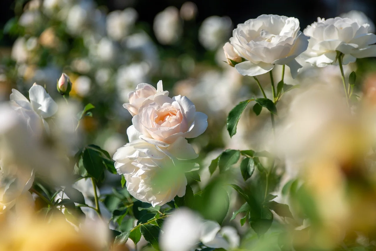 Offrir des fleurs : des idées pour un geste vraiment inoubliable